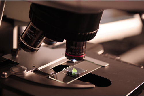 B.Sc. in Microbiology